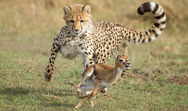 National Geographic NOW Seç-İzle Servisi Mart Ayında ‘Yırtıcılar’, ‘Yılanlar’, ‘Tehlikeli Yollar’ ve ‘Mega Mühendislik’in En Heyecanlı Bölümleriyle Dikkat Çekiyor!
