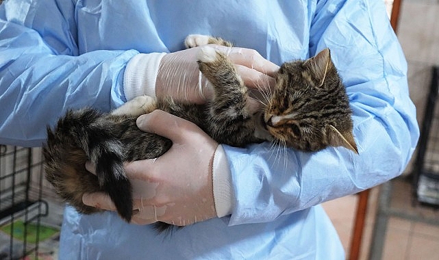 Kemer Belediyesi patili dostların yanında