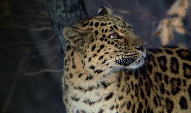 ‘Nadir Kedi Yetenekleri’ 9 Şubat Pazar Günü 20.00’de National Geographic WILD Ekranlarında!