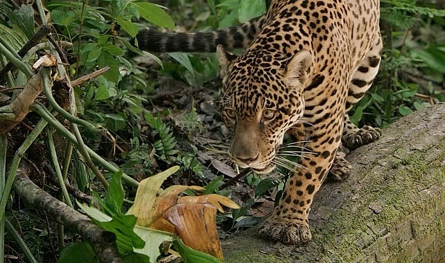 Jaguar: Guyana’nın Orman Ustası’, 3 Mayıs Cumartesi Günü 20.00’de National Geographic WILD Ekranlarında!