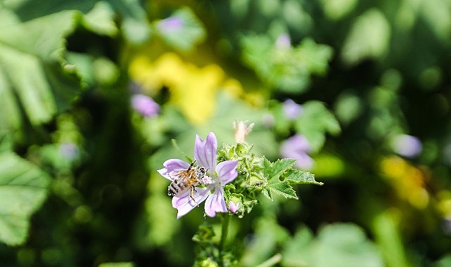 Narenciye balı koruma altında