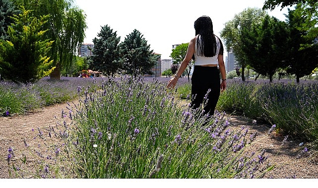 Keçiören Lavanta ve Gül Bahçesi Ziyaretçileri Mest Ediyor
