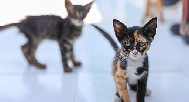 Buca’daki can dostlar sizi bekliyor