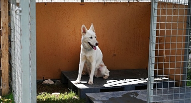 Kemer Belediyesi’nden “Can dostları” için istasyon