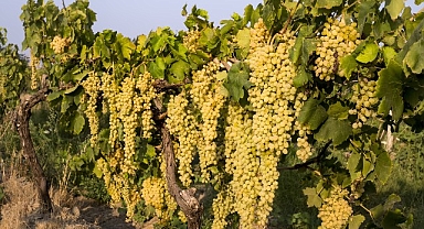 Sultani çekirdeksiz taze üzümün ihracat yolculuğu 4 Ağustos’ta başlıyor