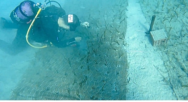 Mavi Nefes Projesi’nden Türkiye’de Bir İlk: Göcek’te 2.000 Yaşında Deniz Çayırı Keşfedildi