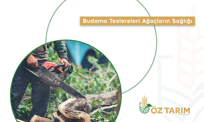 Budama Testereleri: Ağaçların Sağlığı, Bahçenin Nefesi