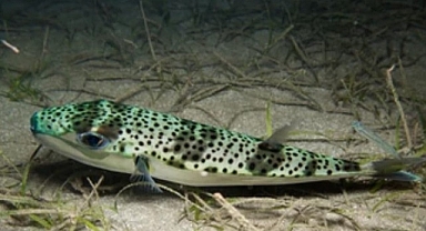 Ege Üniversitesinden istilacı türlere karşı yapay zeka destekli uluslararası bilimsel iş birliği