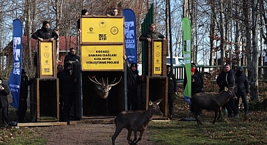 8 kızıl geyik daha Kuzuyayla’da doğaya salındı
