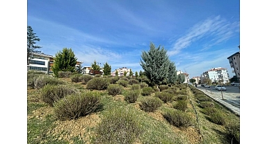 Malkara’da Daha Yeşil Bir Kent İçin Lavanta Fidanı Ekimi Başladı